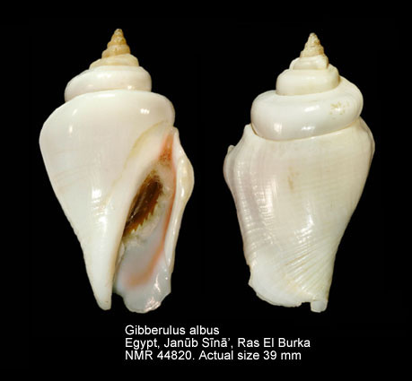 Gibberulus albus.jpg - Gibberulus albus (Mørch,1850)